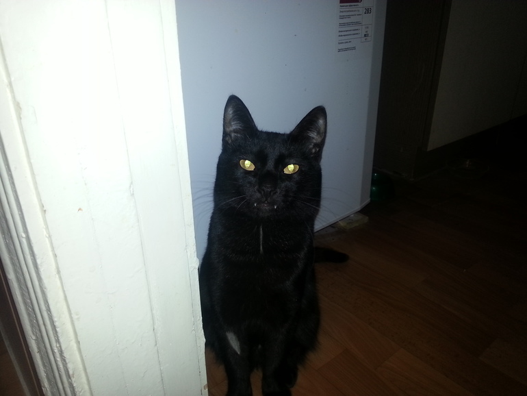 Воспитание кота