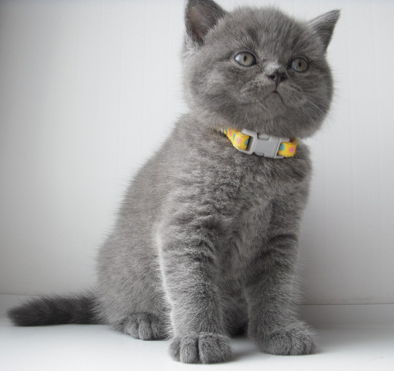 Плюшевое счастье!