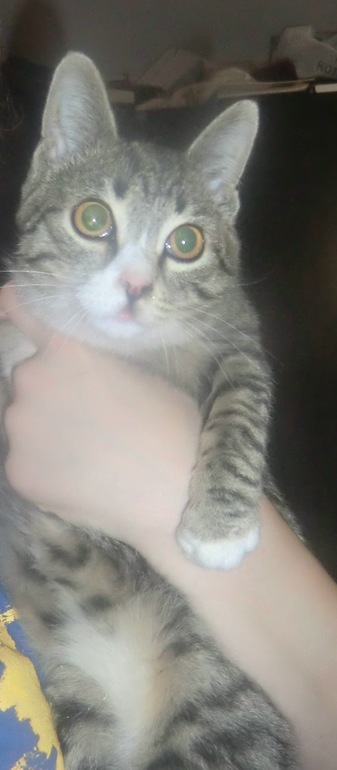 Потихоньку ищем будущих владельцев котику