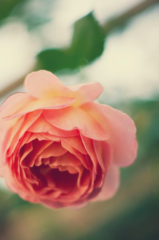 Контрольное задание № 28. Меняем цвет объекта на фотографии с помощью кривых