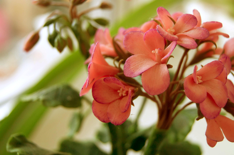 Контрольное задание № 6. Три способа цветокоррекций фотографий