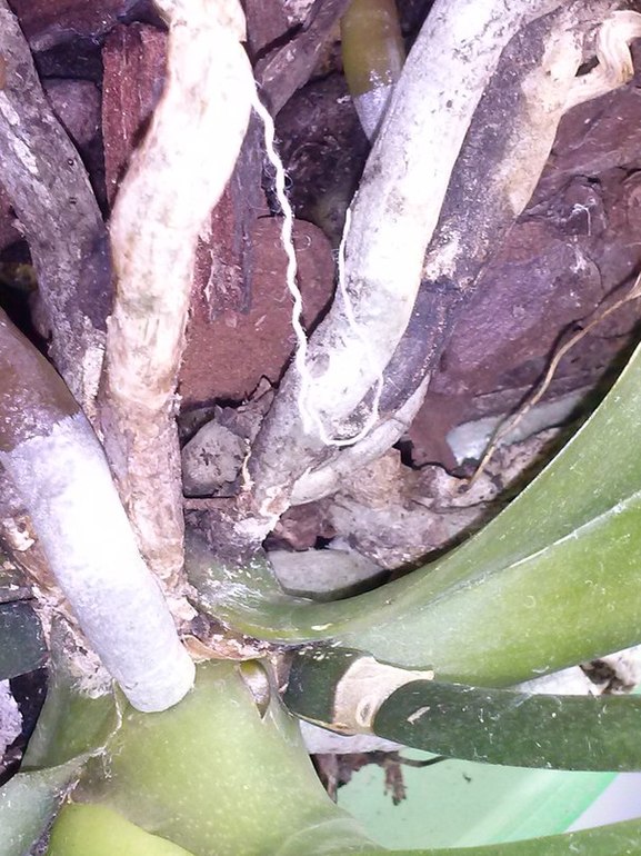 вопросы про фаленопсис