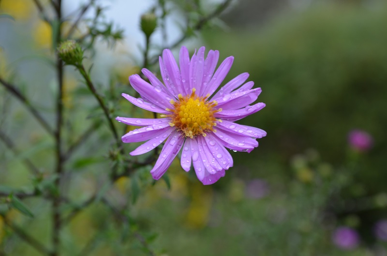 Дача моими глазами