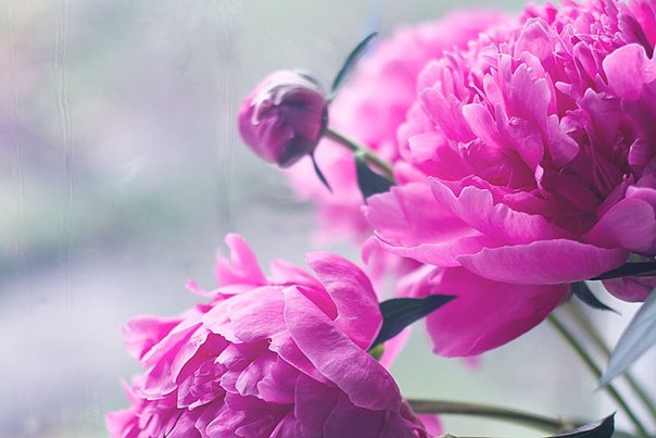 Цветочное настроение :)