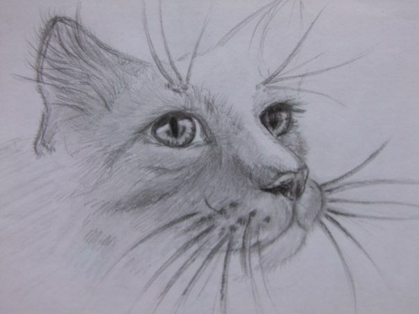 Рисунки