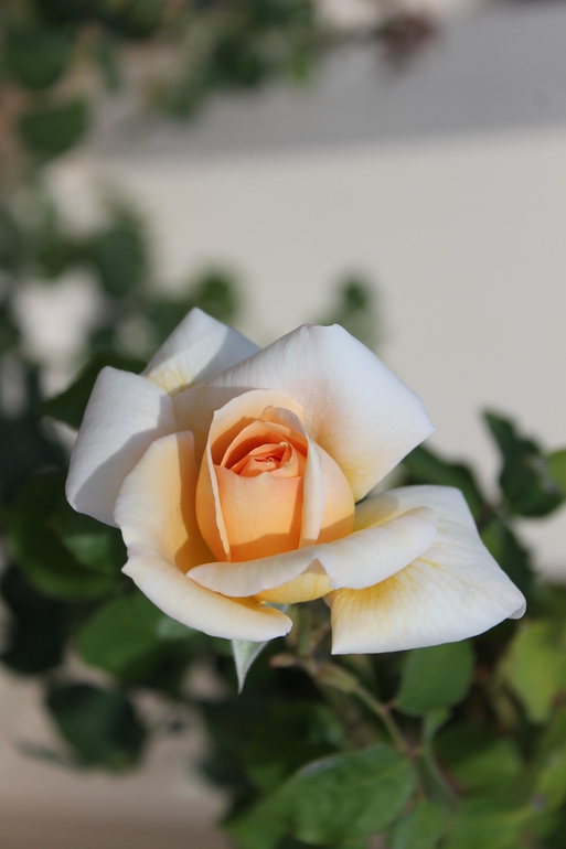 Наш отдых: май, Греция, о. Родос (много фото)