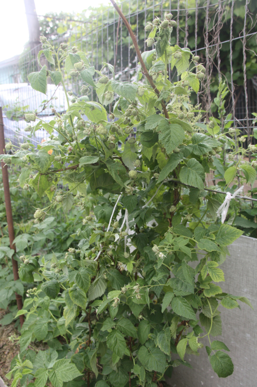 Сорняки вы мои, сорнячочки!