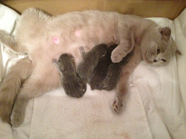 Сегодня наша принцесса стала мамой...)Мы счастливы!