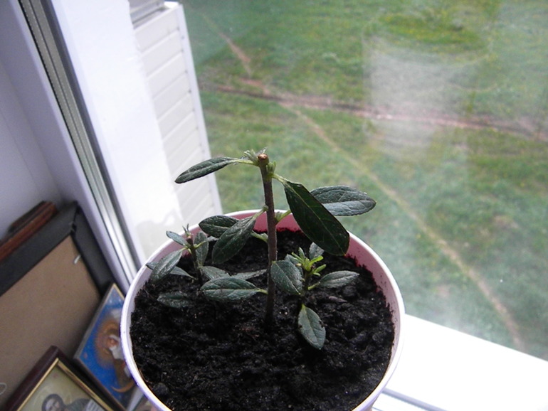 Моя оранжерея!