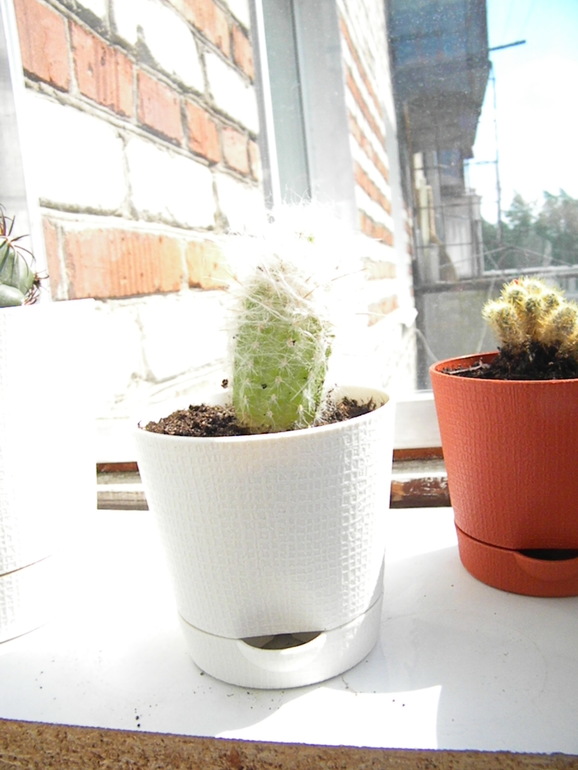 Моя оранжерея!