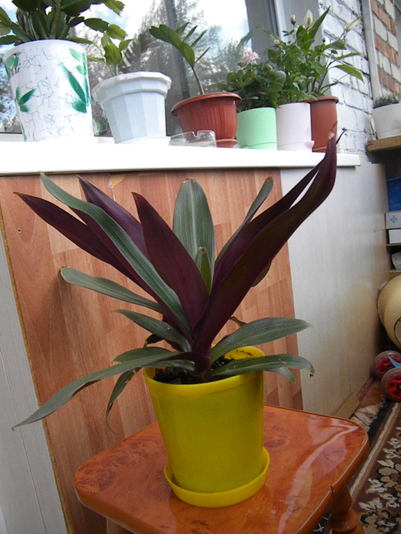 Моя оранжерея!