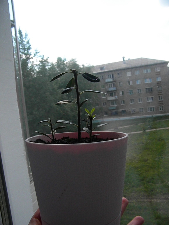 Моя оранжерея!