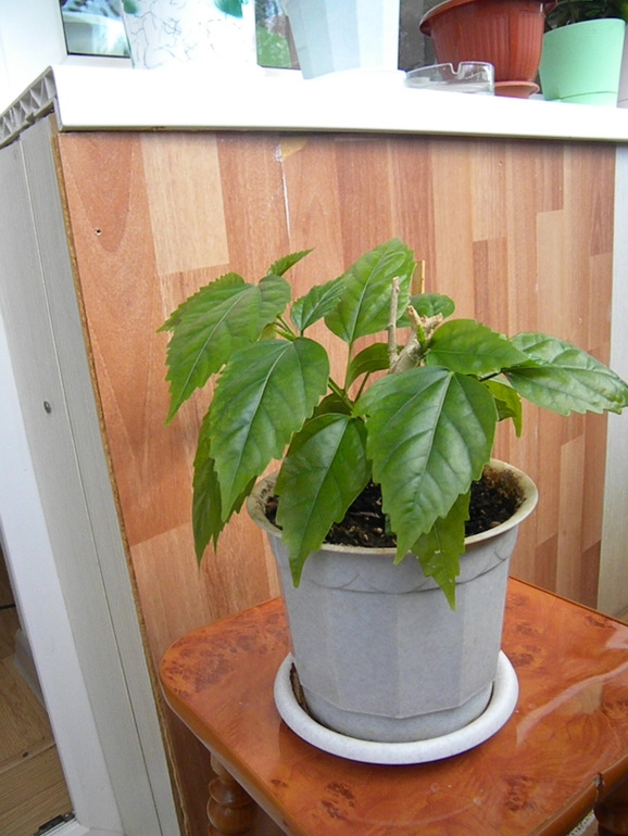 Моя оранжерея!