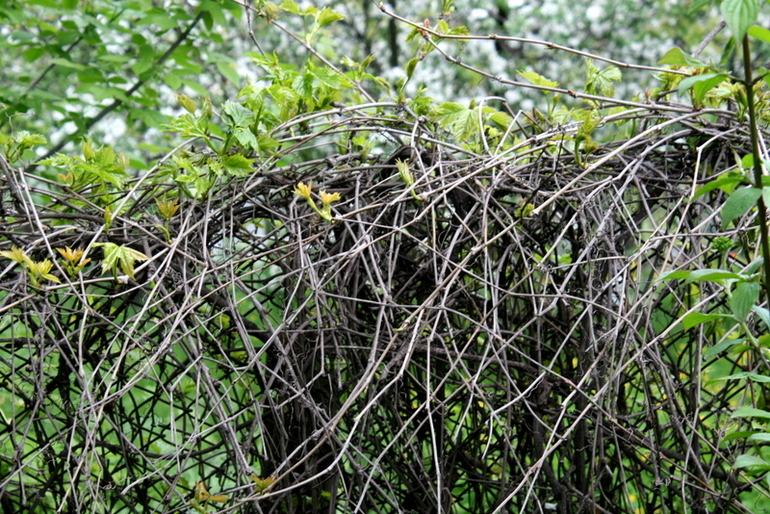 После Дождя