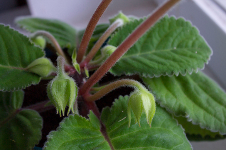 А у меня за шторкой...