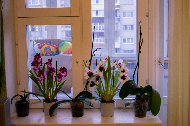 Распустилась!!!