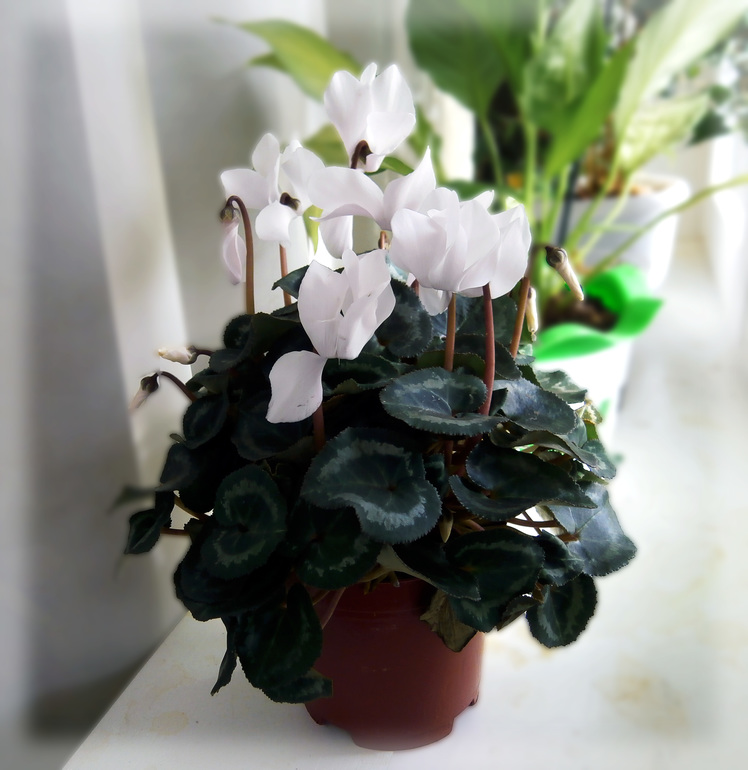 Цикламенчик от любимого мужа