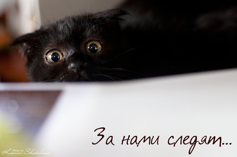 Пользователь