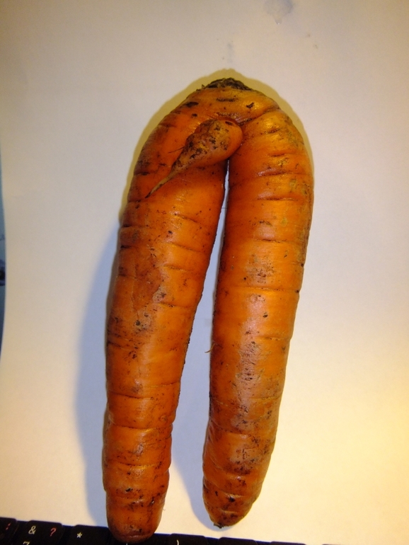 Как вам морковка?Похоже,новый сорт Весенняя Эротическая:)