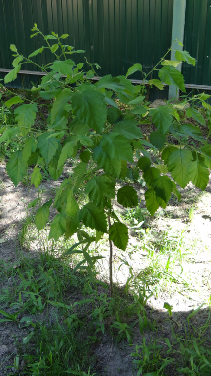 Помогите опознать кустарники и вредителя!