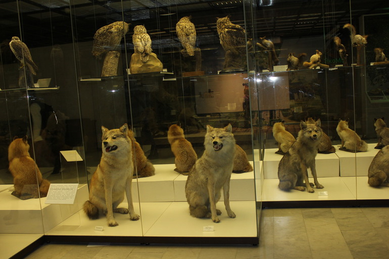 В Дарвиновском музее