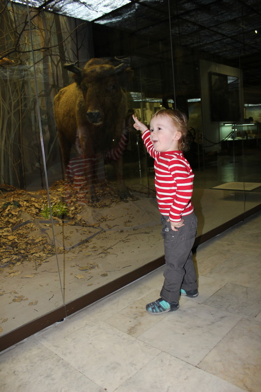 В Дарвиновском музее
