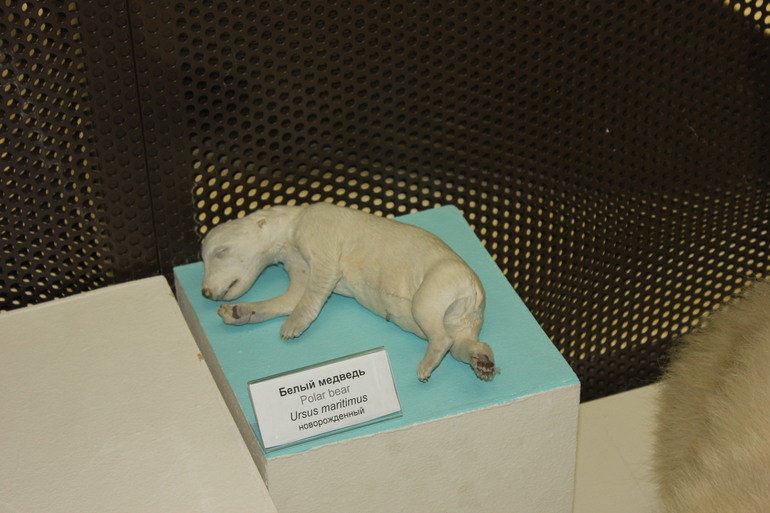 В Дарвиновском музее