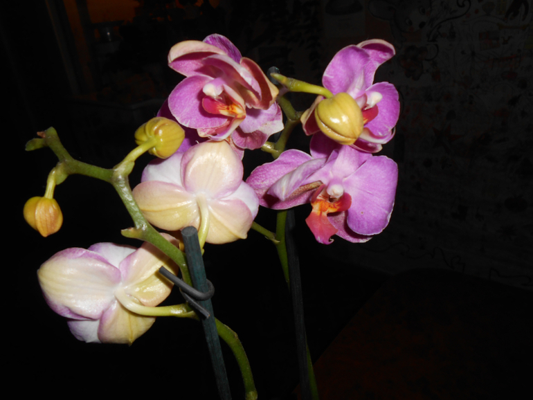Фаленопсисы.)