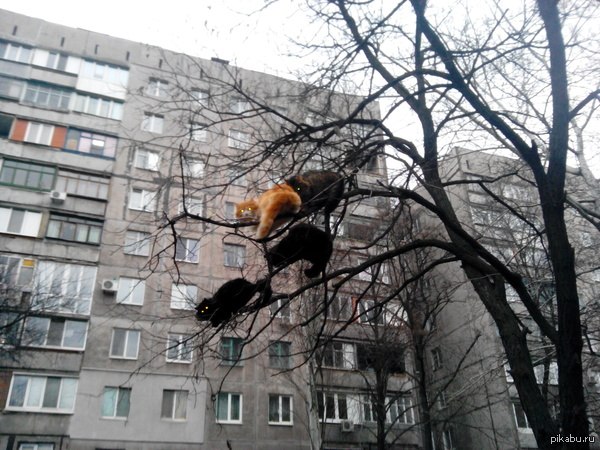 Март - коты прилетели