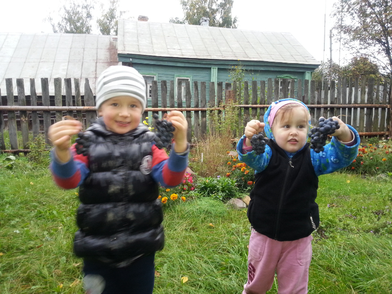 ТН Овощи, фрукты