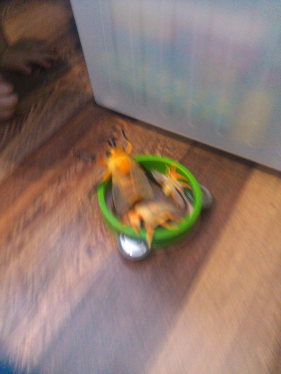 Денек, посвященный пчелке!