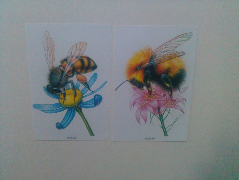 Денек, посвященный пчелке!