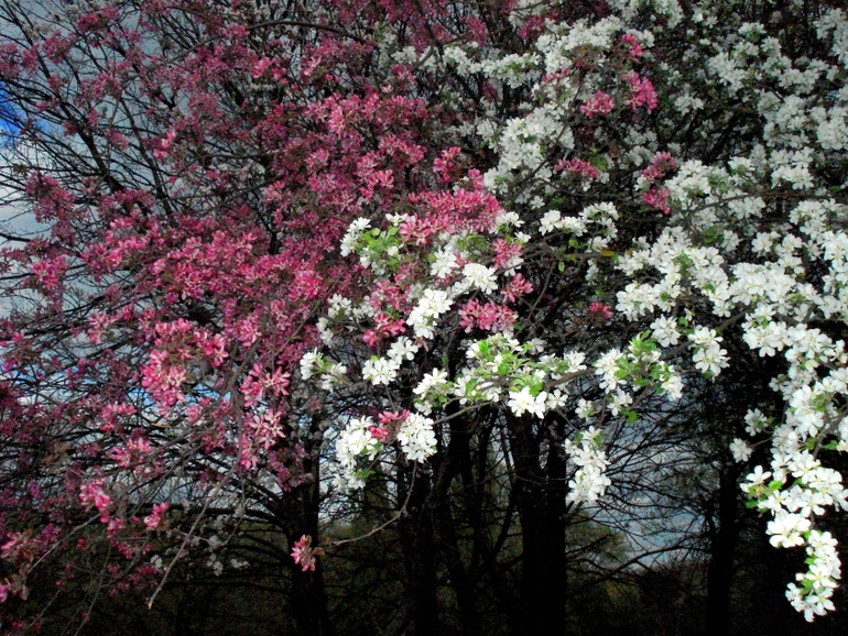 парк (20.04.2014)