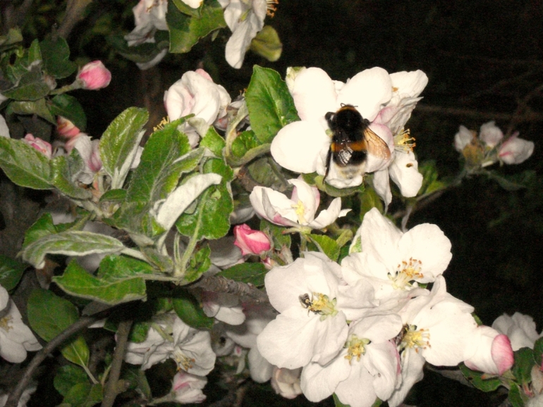 парк (20.04.2014)