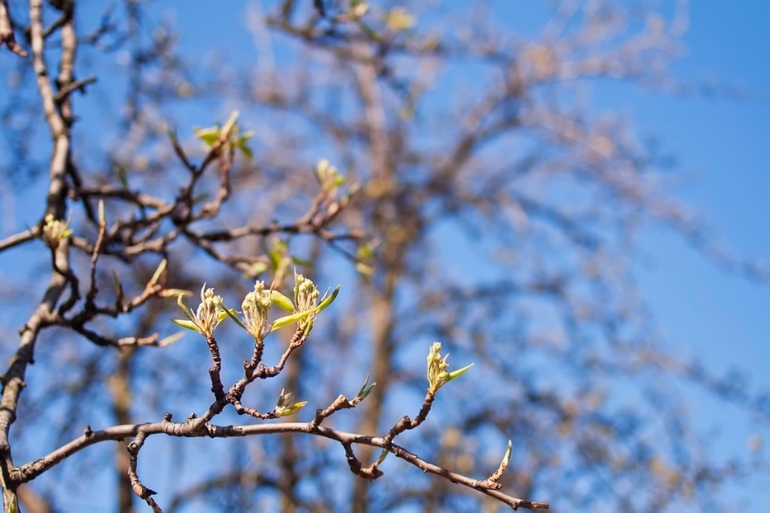 К вопросу о том, когда зацветет Коломенский парк