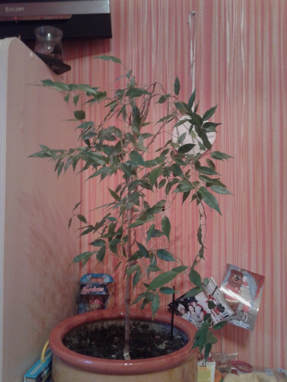 Помогите разобраться как и когда пересаживать цветочки?!