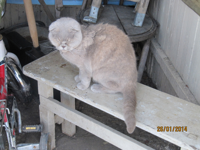 Возьмите кису, даром)) Шотландская вислоухая