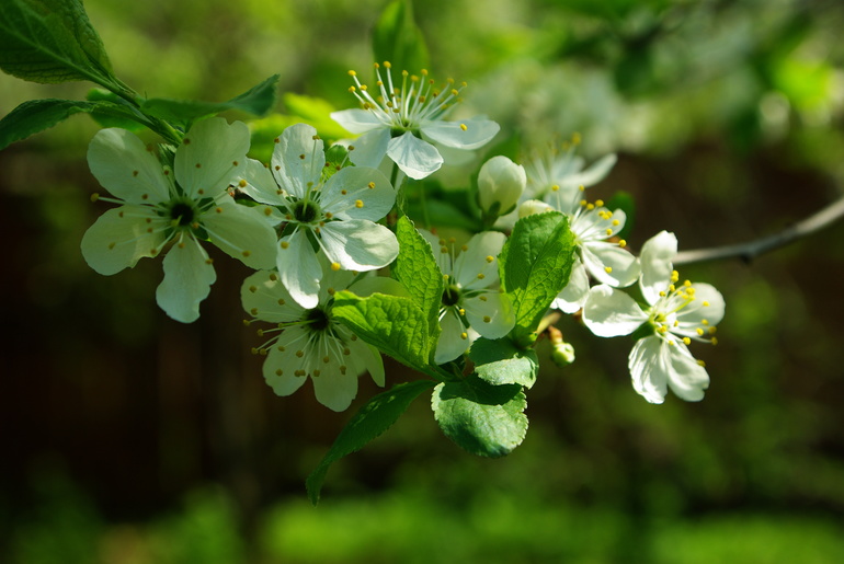 Дединово 02.05.2014