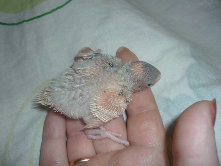 Кеша+Ксюша=птенчики!