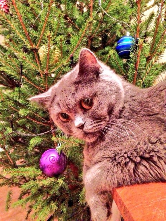 Наша ёлочка 2014!
