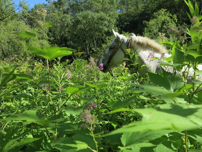 Камчатка - любовь моя. Осторожно, куча фото)