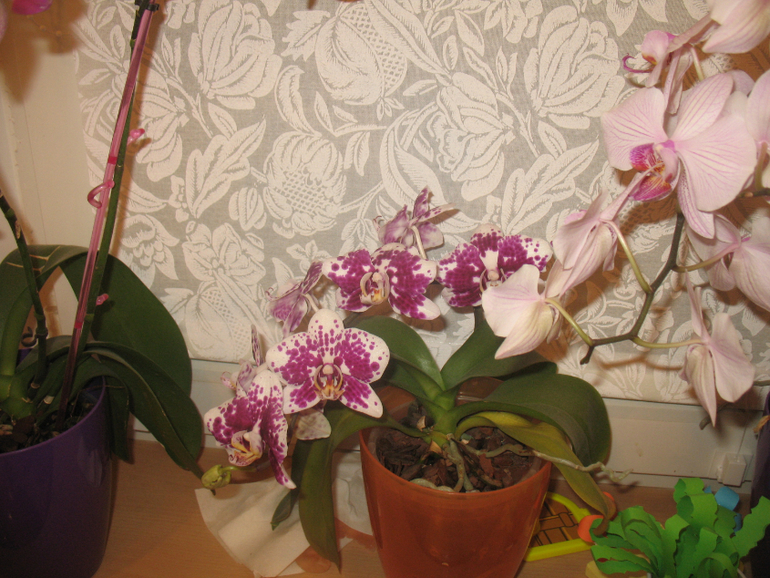 Мои орхидейки
