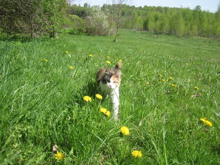 Кун-каникулы