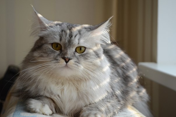 Моя девочка любимая)