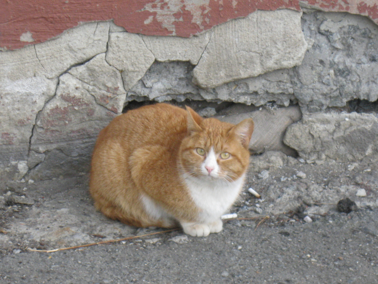 Пофоткала кисок!