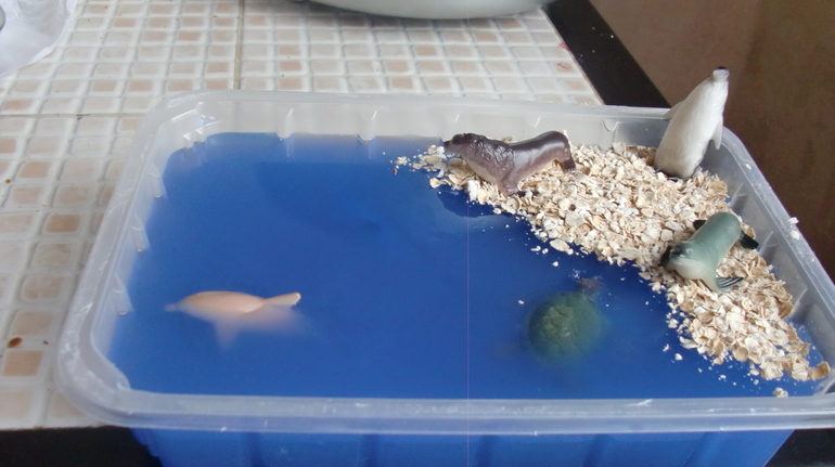 Кто в море живет?