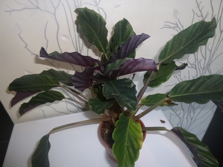 Маранта, Калатея. Вопросы.