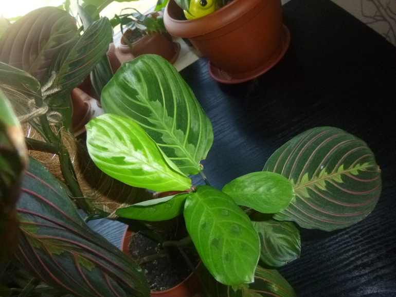 Маранта, Калатея. Вопросы.