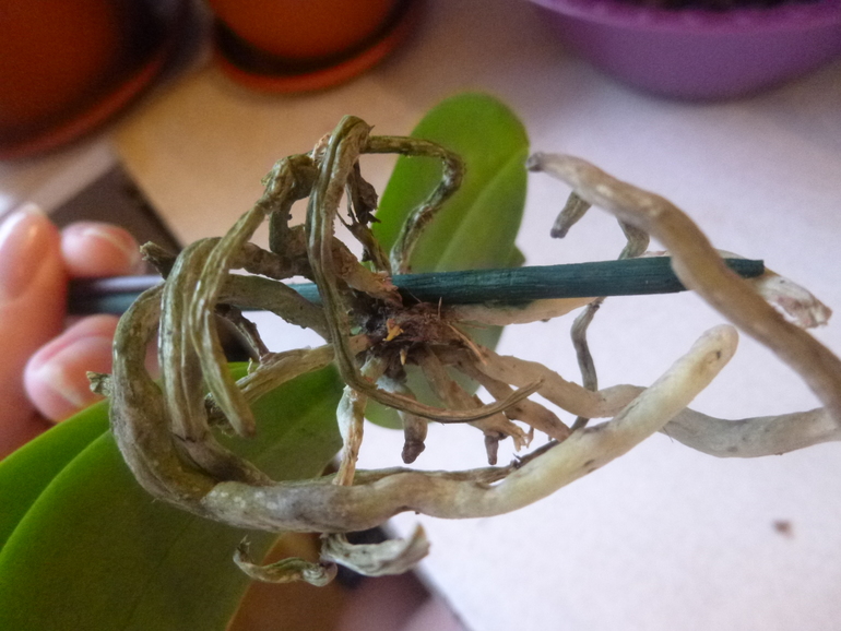 Есть что живое?