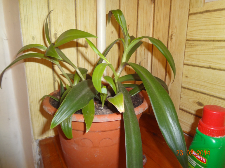 Чаво это такое и как ухаживать???